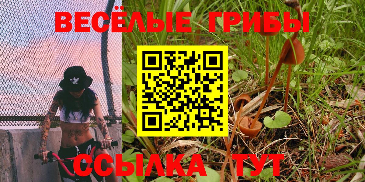 Псилоцибиновые грибы прущие грибы Дубна